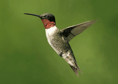 Hummingbird and Senior Housing Marketing