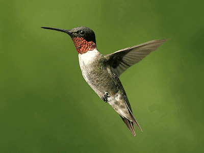hummingbird hummingbird